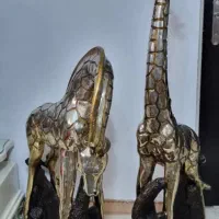 زرافه در حد نو