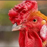 خروس لاری فروشی