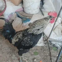 خروس مرغ و کاکلی پاپر|حیوانات مزرعه|پاکدشت, حصار امیر|دیوار