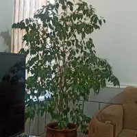 گل وگیاه طبیعی