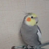 عروس هلندی ۱ ساله