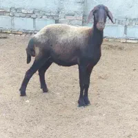 گوسفند یک شکم|حیوانات مزرعه|گنبد کاووس, |دیوار