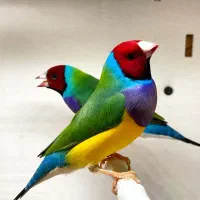 فنچ گلدین از جوجه تا مولد