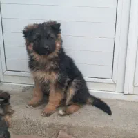 ژرمن شپرد شولاین