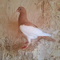 کبوتر یهودی(جوجه)