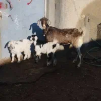 فروش بز با دوتا بزغاله