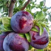 فروش نهال آلو بخارا  پربار و تضمینی|خدمات باغبانی و درختکاری|صومای برادوست, |دیوار