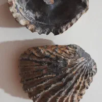 فسیل دوکفه ای|کلکسیون اشیاء عتیقه|چگنی, |دیوار