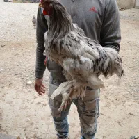 مرغ و خروس برهما مویی مفت ابریشمی|حیوانات مزرعه|پیشوا, |دیوار