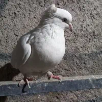 کفتر سفید ماده|پرنده|تهران, مشیریه|دیوار