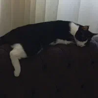 گربه