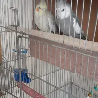 عروس هلندی مولد|پرنده|خمینیشهر, |دیوار