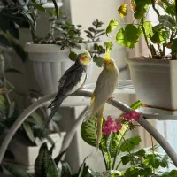 عروس هلندی|پرنده|بافت, |دیوار