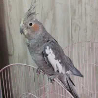 عروس هلندی ماده