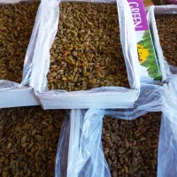 فروش انواع کشمش سبز و طلایی درجه یک ودو.|خوردنی و آشامیدنی|کاشان, یزدآباد|دیوار