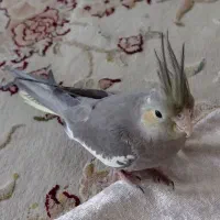 فروش جوجه عروس ۲ماه و ۴۵روزه