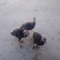 بوقلمون