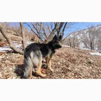 سگ ژرمن