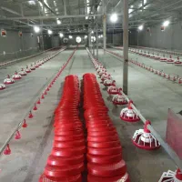 فروش-انواع-مرغداری-گوشتی-وتخم-گذار-خوراکی
