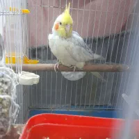 عروس هلندی آلبینو نر|پرنده|تهران, گمرک|دیوار