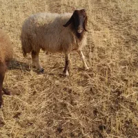 میه میش|حیوانات مزرعه|ماهیدشت, |دیوار