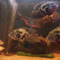 ماهی آکواریوم|ماهی|امامزاده عبدالله, |دیوار