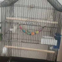 جفت طوطی عروس هلندی با قفس و لوازم|پرنده|قروه, |دیوار