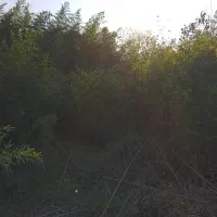 بامبو خیزران نهال با ریشه قالبی|گل مصنوعی|لاهیجان, گلستان|دیوار