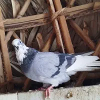 گمشده شده|حیوانات|بندرعباس, |دیوار