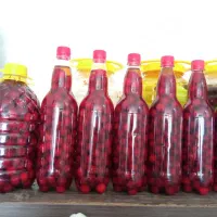 ترشی آلبالو