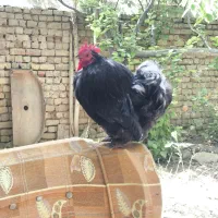 یک عدد خروس کوشین بلک