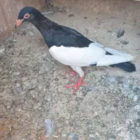 صید قلدر