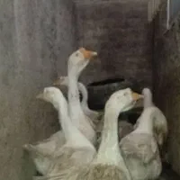 یک جفت قو غاز