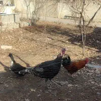 بوقلمون ماده|حیوانات مزرعه|کوهسار (البرز), |دیوار