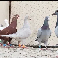 دسته کفتر پلاکی و شهری ،بهبهانی