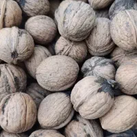 گردو درجه یک امساله