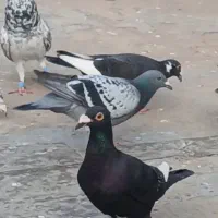 کبوتر|پرنده|شوشتر, |دیوار