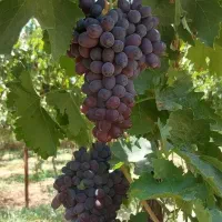 فروش میوه انگور سر باغ
