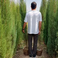 سرو شیراز سرو ناز سرو شیرازی سروشیراز|خدمات باغبانی و درختکاری|شیراز, شهرک بزین|دیوار