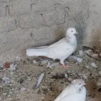 حراج|حراج|اردکان, |دیوار