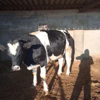 گاو گوساله نر،،جوانه بلوار توس