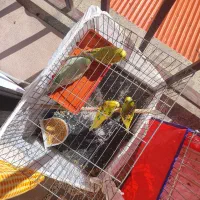 2جفت مرغ عشق|پرنده|رضوانشهر, |دیوار