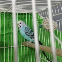 مرغ شق ماده