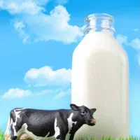 شیر پر چرب محلی