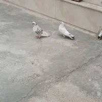 یک جفت کفتر|پرنده|یزد, |دیوار