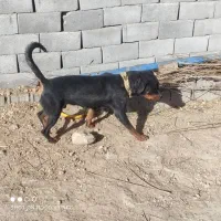 واگذاری یک جفت سگ روتوایلر|سگ|بروجن, |دیوار