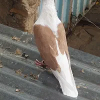 کفتر نر شون زرد