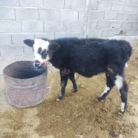 گاو گلپایگان|حیوانات مزرعه|منج, |دیوار