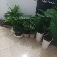 گل‌های آپارتمانی|گل مصنوعی|اسلام‌شهر, مطهری|دیوار