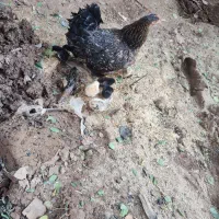 مرغ با یازده عدد جوجه ۵روزه